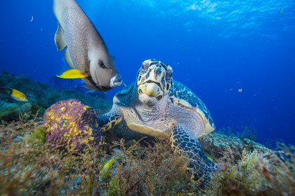 Plongee sous marine dans la mer des Caraîbes - Mexique - Yucatan - Amerique Centrale