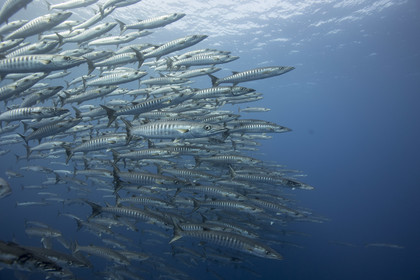 Okinawa , Japon